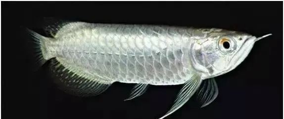 提供一些龍魚顏色鑒賞的圖片，火眼金睛辨別紅龍魚及其品種教您鑒別龍魚品種