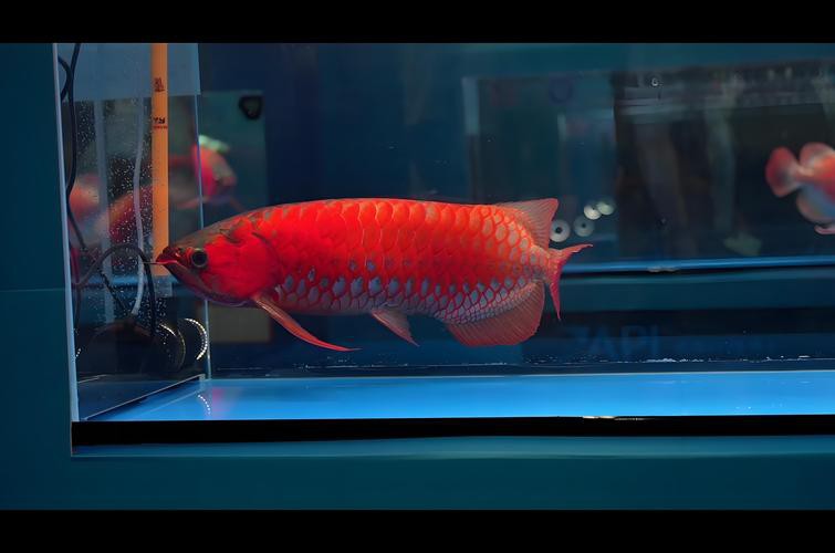 提供一些龍魚顏色鑒賞的圖片，火眼金睛辨別紅龍魚及其品種教您鑒別龍魚品種