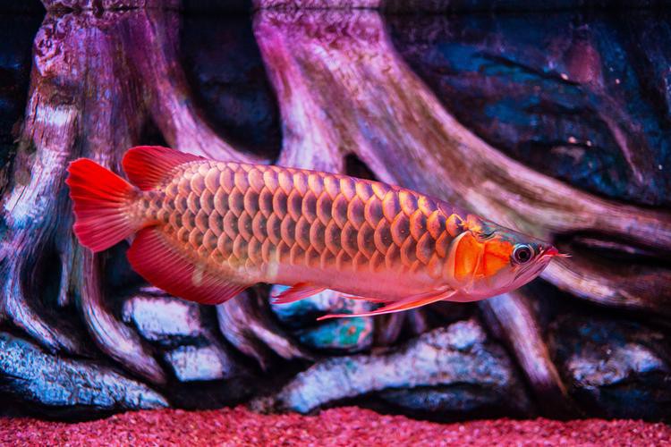 提供一些龍魚顏色鑒賞的圖片，火眼金睛辨別紅龍魚及其品種教您鑒別龍魚品種