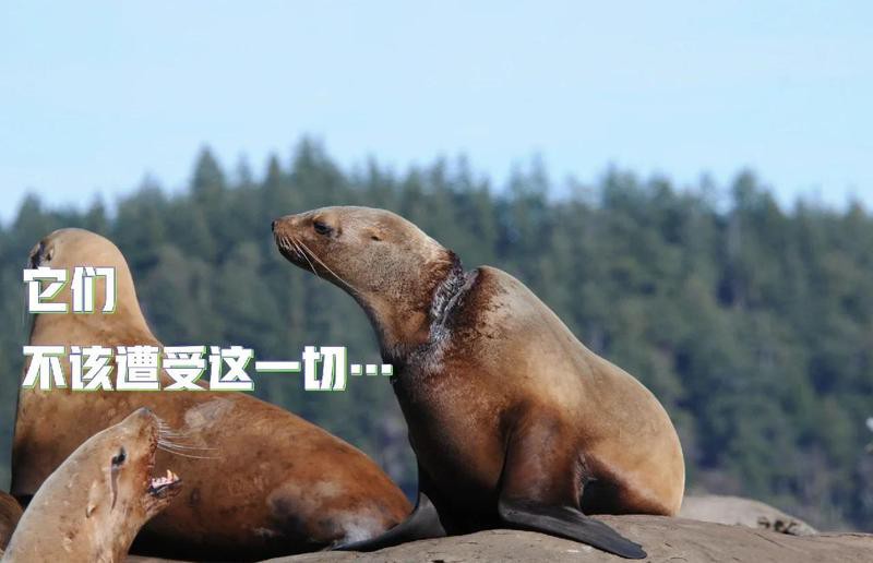 哪些工具可能間接影響海龍魚生存？，人類活動會對海洋產(chǎn)生什么影響