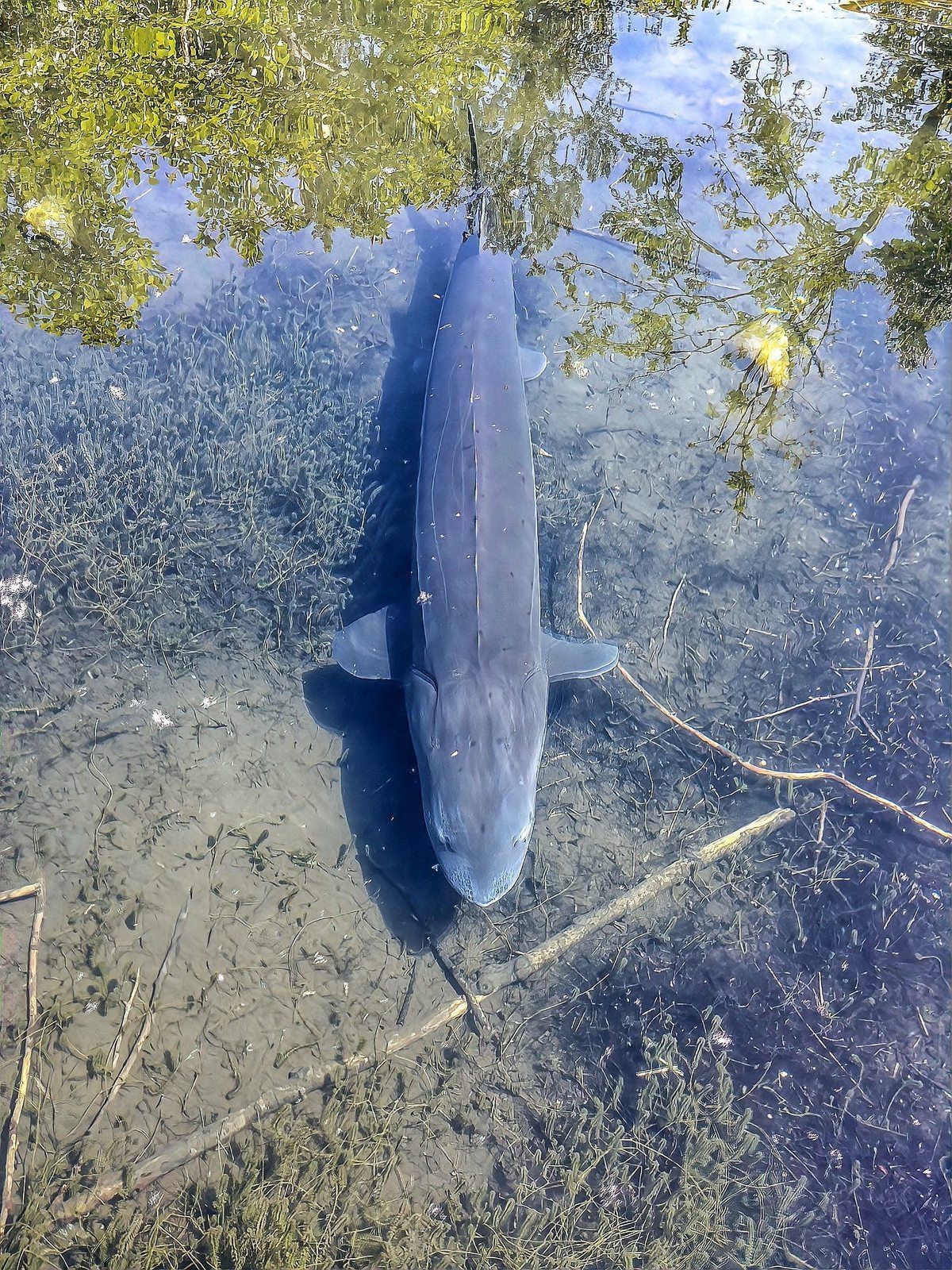 如何判斷金頭過背金龍魚的年齡？，如何判斷金頭過背金龍魚的年齡，金頭過背金龍魚的年齡