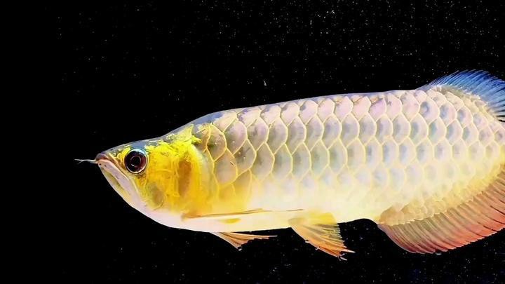 如何判斷金頭過背金龍魚的年齡？，如何判斷金頭過背金龍魚的年齡，金頭過背金龍魚的年齡