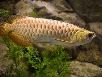 推薦一些3元一條的小金龍魚品種，3元一條的小金龍魚品種