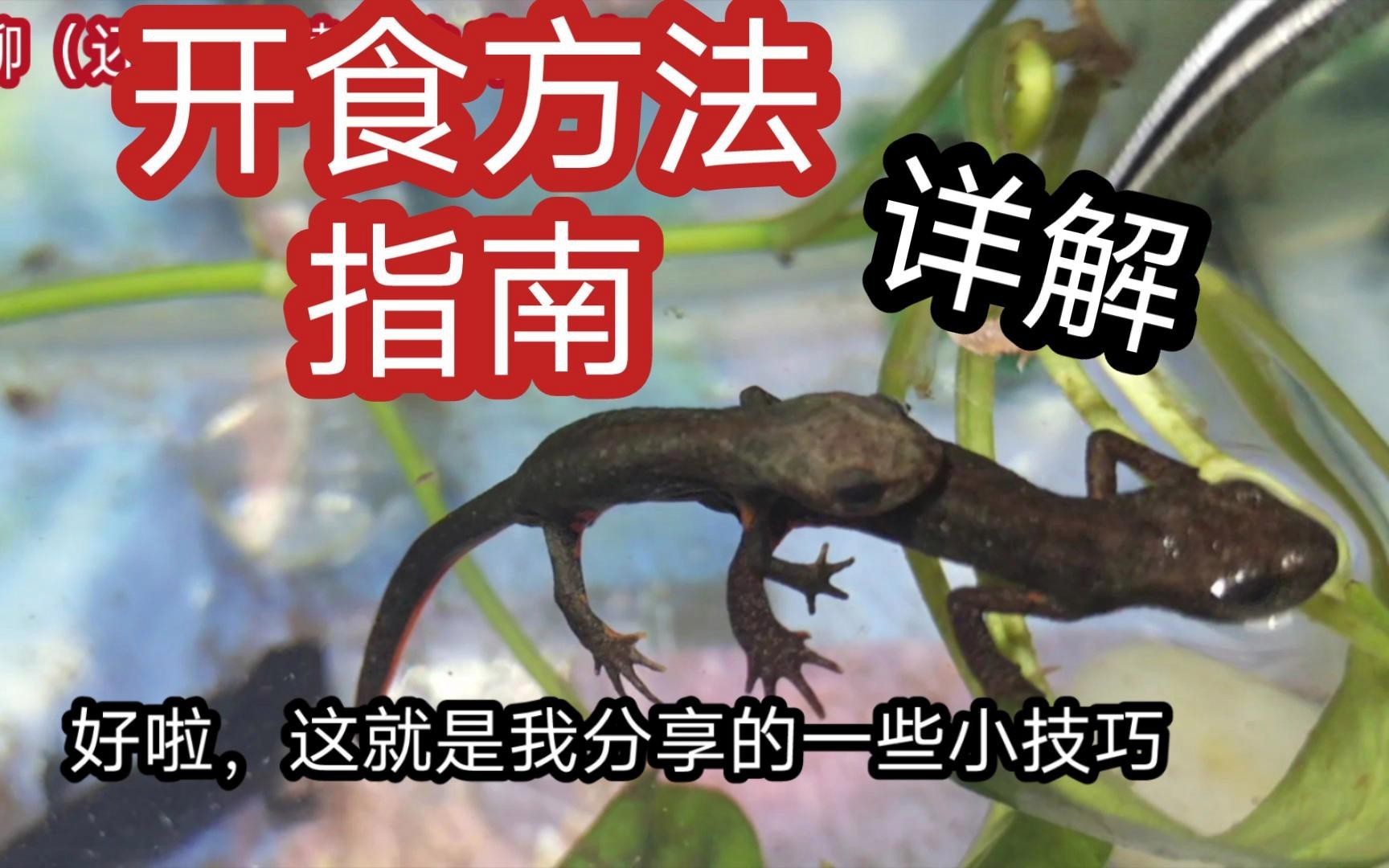 如何給小火龍蠑螈提供足夠的食物？，小火龍蠑螈不吃食物怎么辦解決方法及詳解