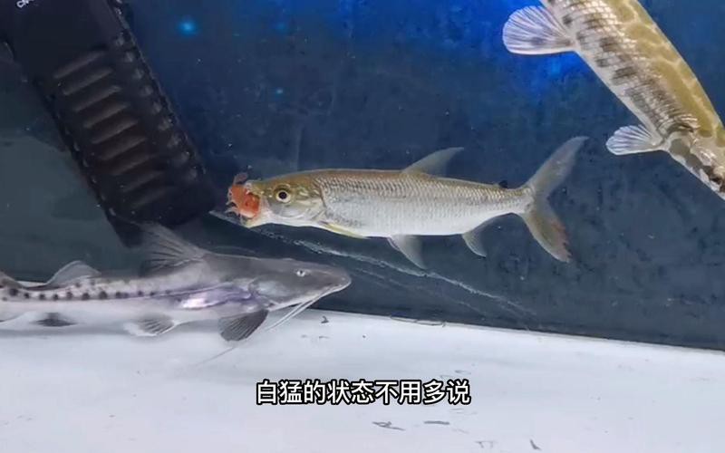 一米二的魚缸可以養(yǎng)金龍嗎，《一米二的魚缸能否養(yǎng)金龍》一米二的魚缸可以養(yǎng)金龍嗎