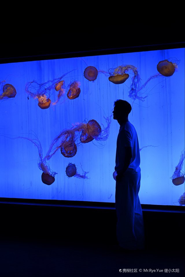 松江水族店，上海市松江區(qū)有兩家主要水族館值得關(guān)注：陸家嘴的上海海洋水族館