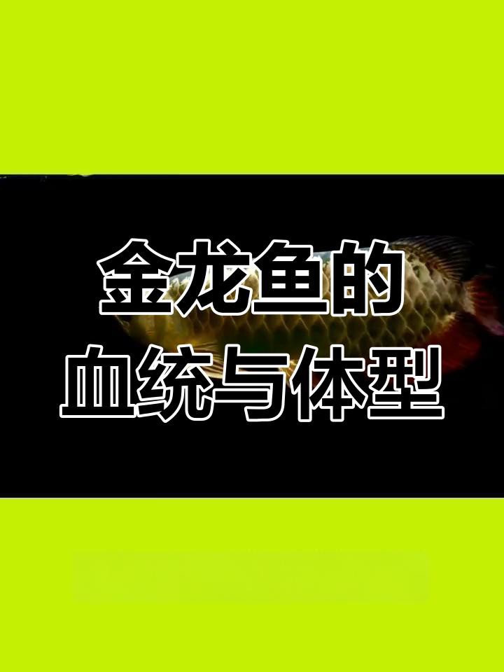 如何鑒賞古典金龍魚？，古典金龍魚的獨特魅力