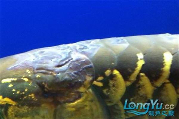 豎鱗病對觀賞魚的影響有哪些？，豎鱗病對觀賞魚的影響