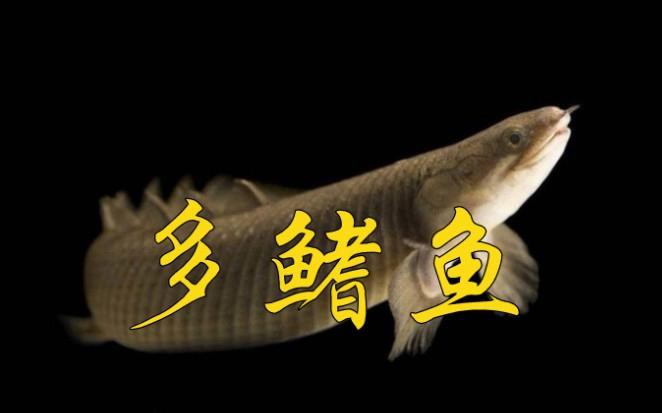 哪種龍形魚最像傳說中的龍？，《哪種龍形魚最像傳說中的龍？》