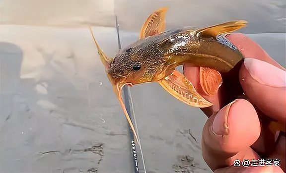哪種龍形魚最像傳說中的龍？，《哪種龍形魚最像傳說中的龍？》