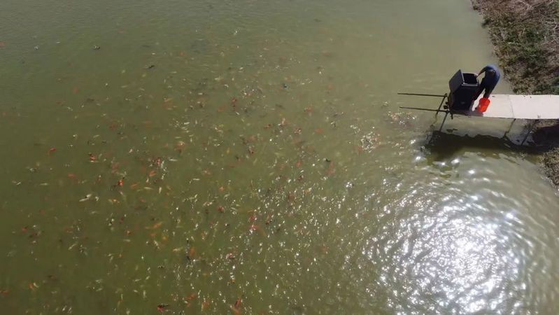 毫州龍魚店，亳州專業龍魚店