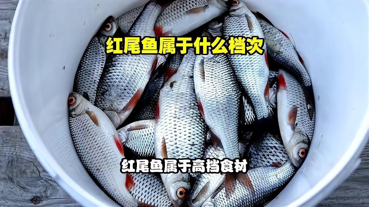 紅尾魚屬于什么檔次，紅尾魚屬于什么檔次，雪夜獨行