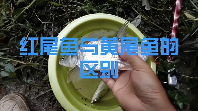 紅尾魚屬于什么檔次，紅尾魚屬于什么檔次，雪夜獨行