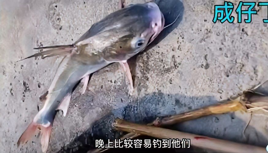 廣東近海十大毒魚，廣東近海十大毒魚及其毒性特征、分布與危害