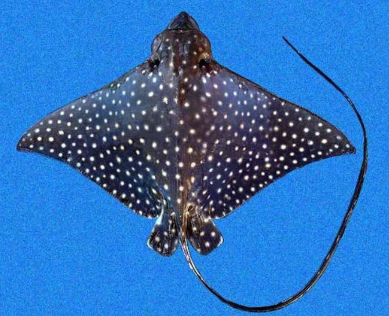 廣東近海十大毒魚，廣東近海十大毒魚及其毒性特征、分布與危害