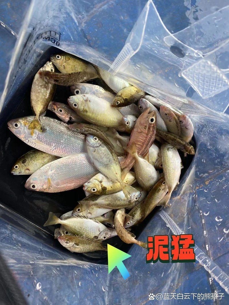 廣東近海十大毒魚，廣東近海十大毒魚及其毒性特征、分布與危害