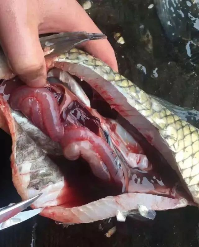 如何判斷金龍魚是否患有腹水病？，金魚腹水(炸鱗)判斷健康生活規律