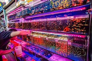 如何判斷金龍魚是否患有腹水??？，金魚腹水(炸鱗)判斷健康生活規律