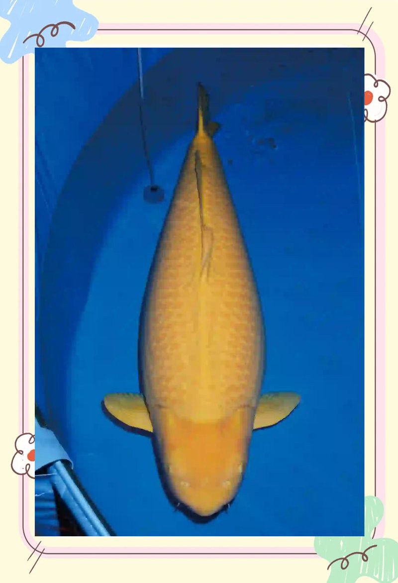 什么鯉魚品種長得最快，紅白錦鯉生長速度最快的錦鯉品種及其培育錦鯉生長極限