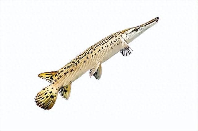 鄭州水族店，鄭州海洋水族館探秘之旅百度教育鄭州海洋館探秘之旅