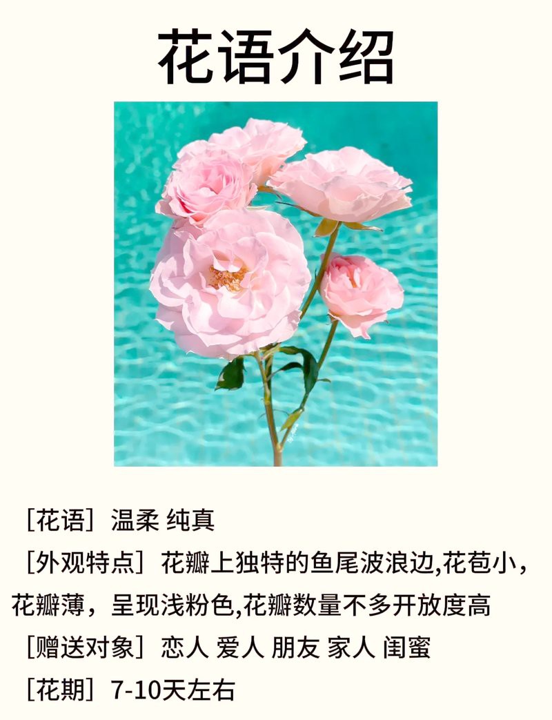 人魚姬玫瑰廉價(jià)嗎，人魚姬玫瑰永生花姬玫瑰永生花姬玫瑰永恒夢(mèng)境