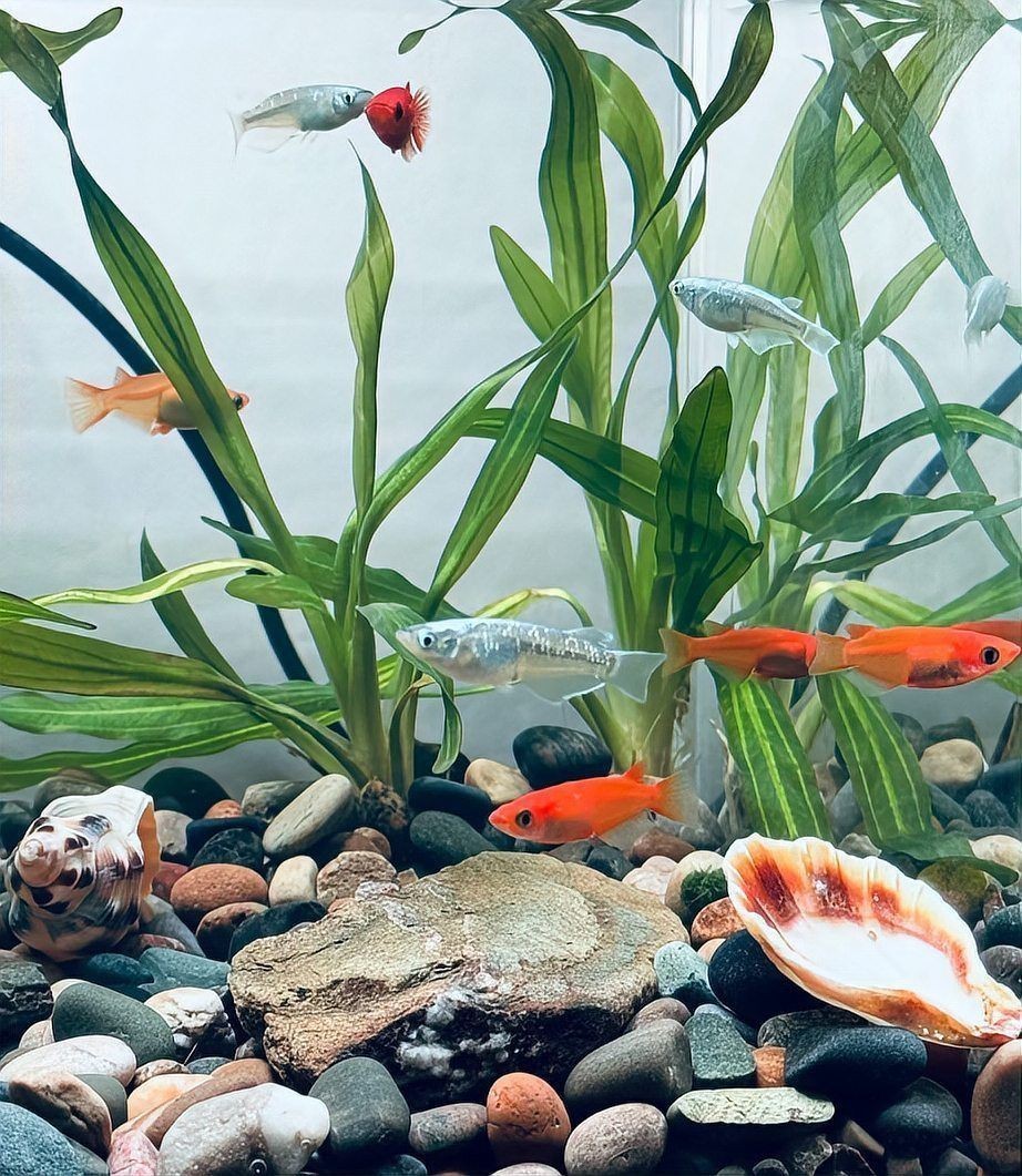 賀州魚缸維護，老玩家教你四步搶救+三維管理魚缸水發(fā)黃四大解決辦法