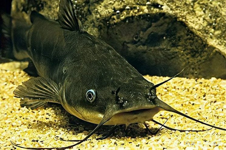 如何為龍魚和貓魚提供足夠的活動(dòng)空間？，如何為龍魚和貓魚營造充足活動(dòng)空間