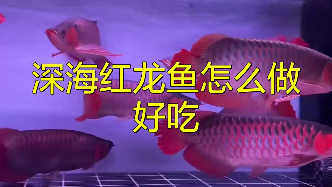 如何安全地食用紅龍魚？，嗶哩嗶哩5塊錢買下原價5000的極品紅龍魚,入缸之后也太帥了吧
