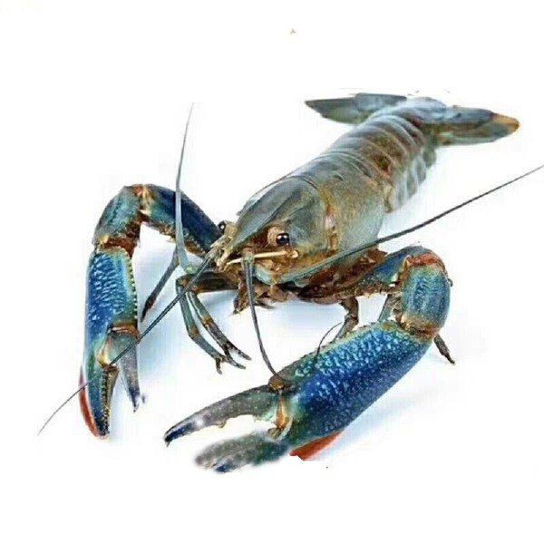 澳龍的市場價格，澳龍一只多少錢