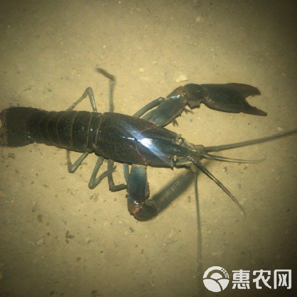 澳龍的市場價格，澳龍一只多少錢