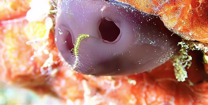 廣東人說的豬鼻子魚是什么魚，廣東人口中的“豬鼻子魚”并非特指單一物種，網(wǎng)友：想上岸吃草