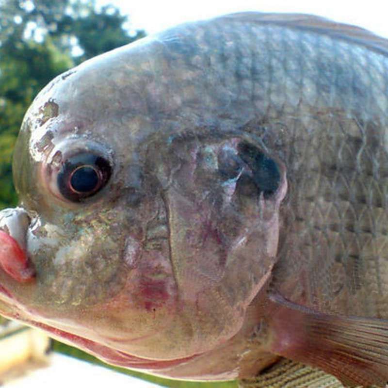 廣東人說的豬鼻子魚是什么魚，廣東人口中的“豬鼻子魚”并非特指單一物種，網(wǎng)友：想上岸吃草