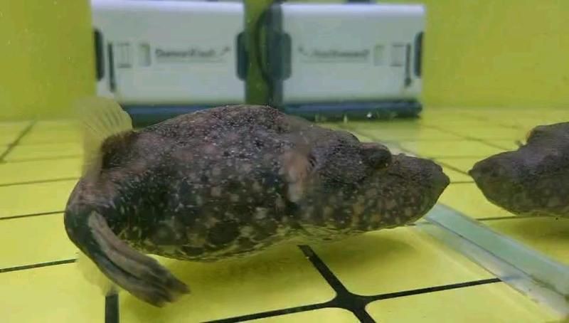 廣東人說的豬鼻子魚是什么魚，廣東人口中的“豬鼻子魚”并非特指單一物種，網(wǎng)友：想上岸吃草