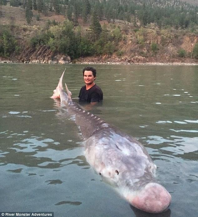廣東人說的豬鼻子魚是什么魚，廣東人口中的“豬鼻子魚”并非特指單一物種，網(wǎng)友：想上岸吃草