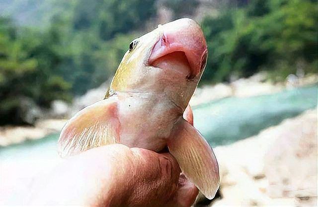 廣東人說的豬鼻子魚是什么魚，廣東人口中的“豬鼻子魚”并非特指單一物種，網(wǎng)友：想上岸吃草
