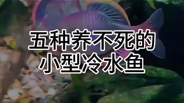 冷水魚有哪些品種，五種最好養的冷水魚，皮實漂亮又便宜,適合養魚新手嗶哩嗶哩