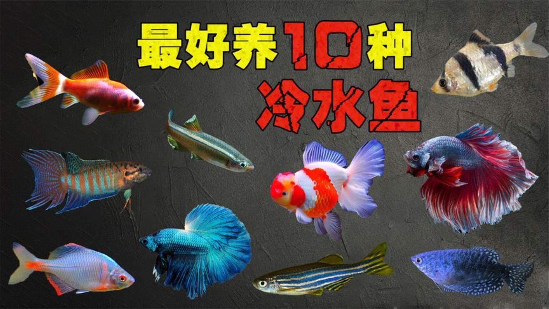 冷水魚有哪些品種，五種最好養的冷水魚，皮實漂亮又便宜,適合養魚新手嗶哩嗶哩