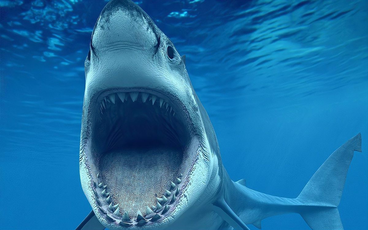 世界上最大的鯊魚排名，世界上最大的掠鯊者