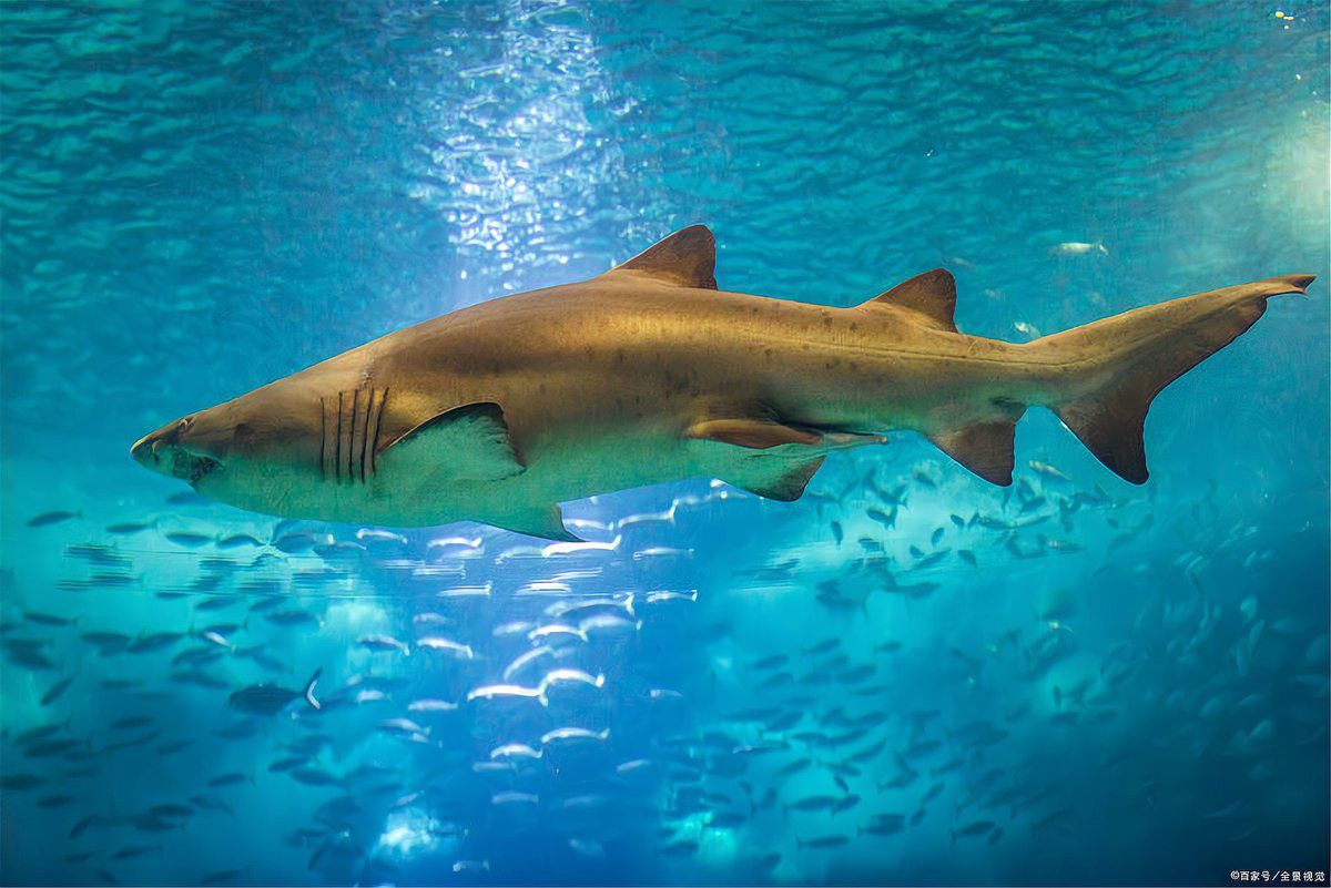 世界上最大的鯊魚排名，世界上最大的掠鯊者