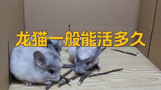 哪些因素會影響龍貓的壽命？，龍貓壽命一般多少年鴿師ai智囊匣龍貓壽命有多長