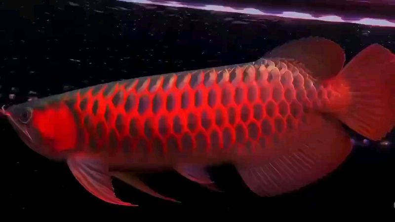 如何區分辣椒紅龍魚的品質？，如何區分辣椒紅龍魚的品質