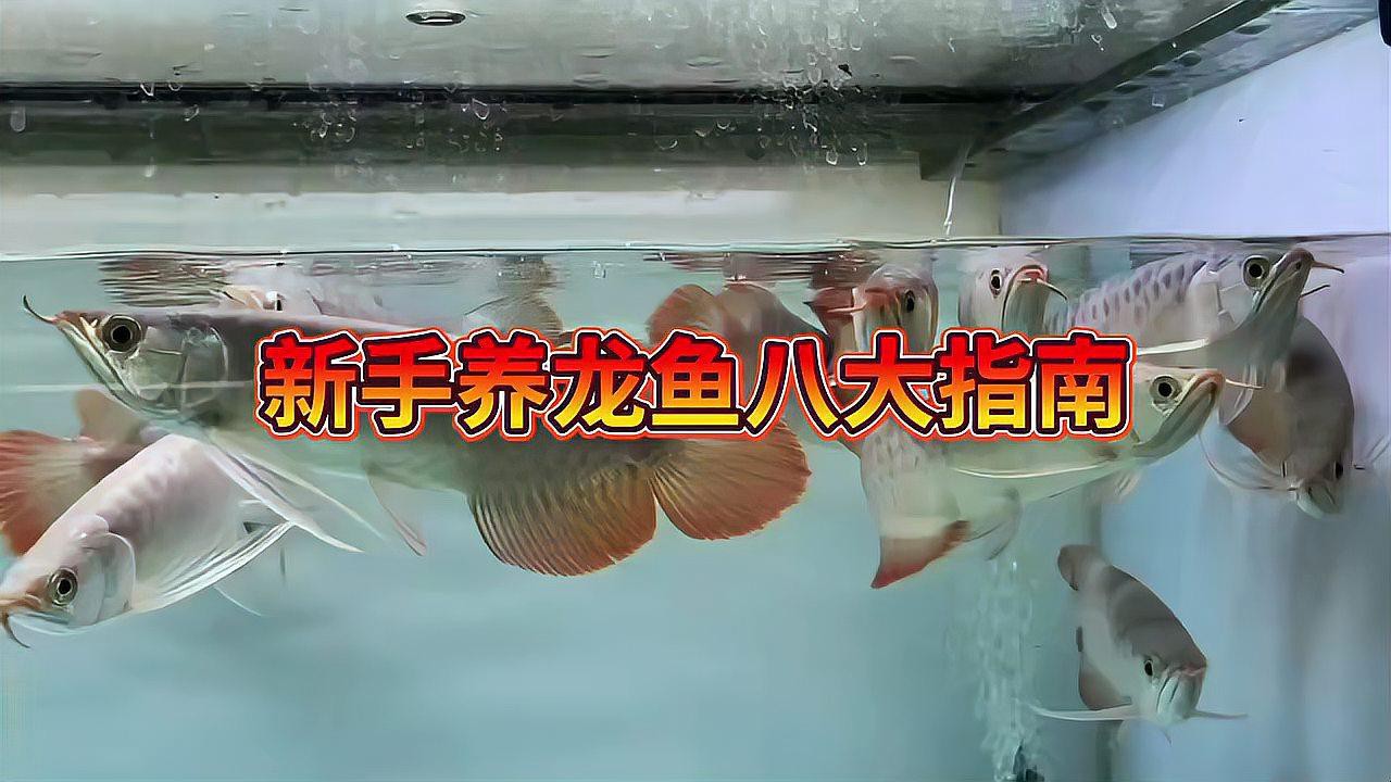 如何選擇適合養龍魚的魚缸？，大七愛養魚龍魚八大指南和注意事項