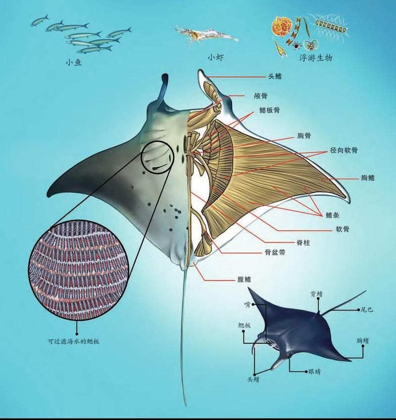 魔鬼魚英文，“魔鬼魚”對應(yīng)的英文是devilfish或“devilfish”