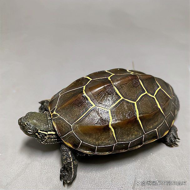 養龜不能養一只的原因，“養龜不宜單養”的爭議始終存在，養龜不宜單養的爭議始終存在