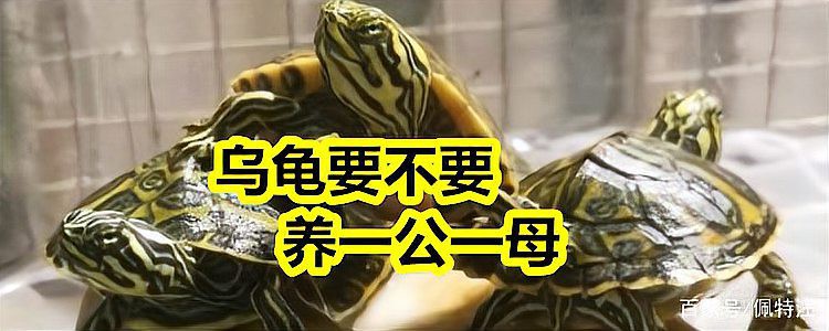 養龜不能養一只的原因，“養龜不宜單養”的爭議始終存在，養龜不宜單養的爭議始終存在