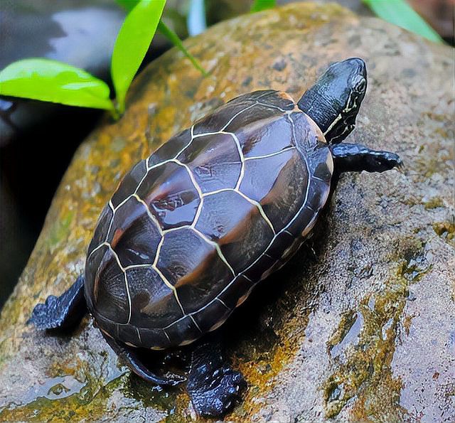 養龜不能養一只的原因，“養龜不宜單養”的爭議始終存在，養龜不宜單養的爭議始終存在
