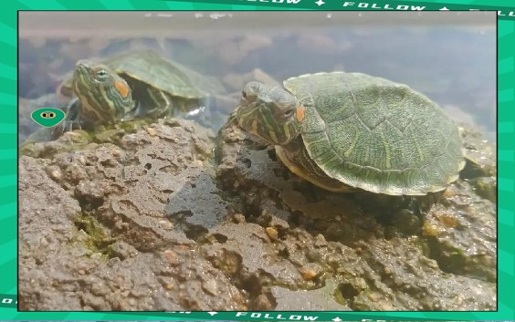 養龜不能養一只的原因，“養龜不宜單養”的爭議始終存在，養龜不宜單養的爭議始終存在