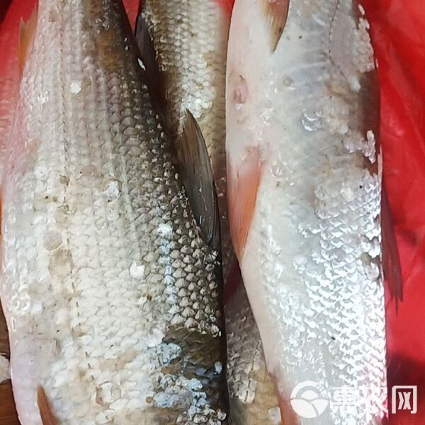 紅尾魚市場價多少錢一斤，2025年8月1日紅尾魚批發價格表