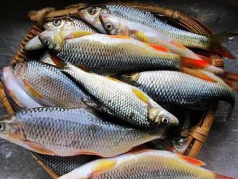 紅尾魚市場價多少錢一斤，2025年8月1日紅尾魚批發價格表