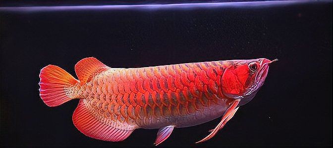 招財轉運魚圖片，《招財轉運魚圖片》